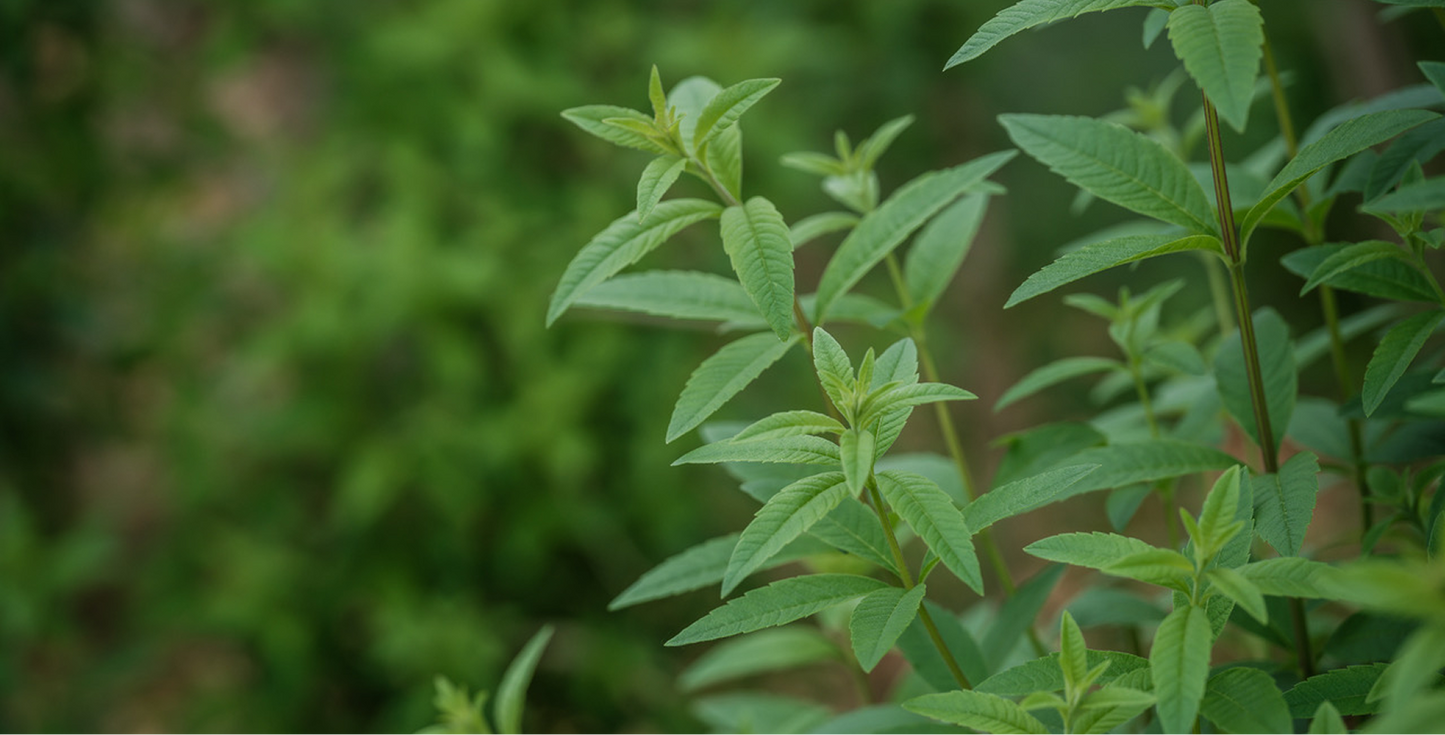 Verveine citronnelle : la plante au cœur de l'OSAN VC